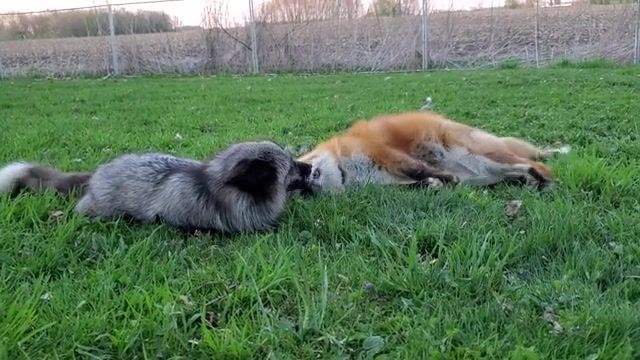 My friend and me after self isolation - Video & GIFs | ramlid,fox,foxy,laugh,laughing,fox laughing,isolation,self isolation,coronavirus,animals pets