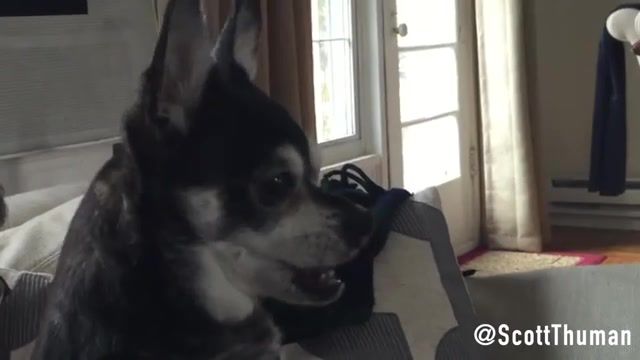 Olive, the Burping Chihuahua - Video & GIFs | dog,dogs,funny,burp,gross,cute,haha,silly,animals,chihuahua,furry,pets,animals pets