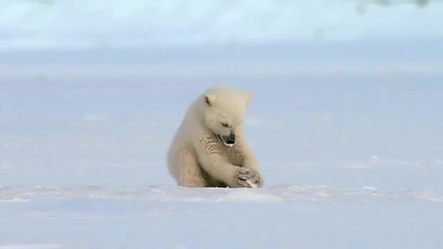Polar bear cub is surprised by a seal bbc one, snow, bear, bbc one, preview, snow bears, seal, bear cub, polar bear, iplayer, animals pets.