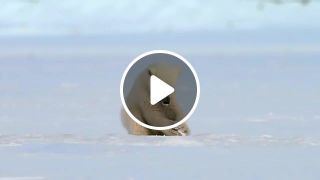 Polar bear cub is surprised by a seal BBC One