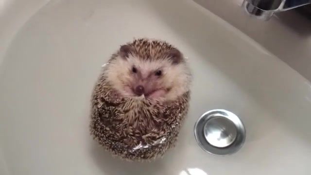 Relax - Video & GIFs | floating,bathing,relax,rabbit,otter,dog,hedgehog,cat,animals,bubbles,bubble,bathtub,bath,funny,cute,mashup,mashups,animals pets