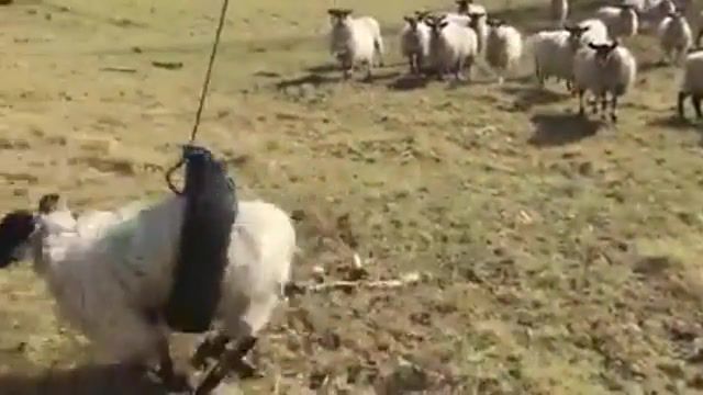 Shaun the Sheep, Shaun The Sheep, Shaun, Sheep, Funny, Animals Pets