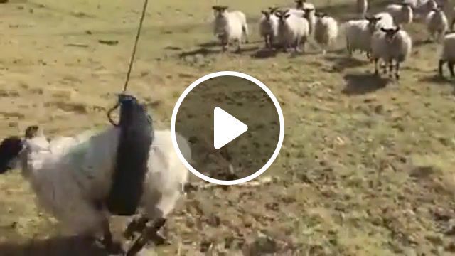 Shaun the sheep, shaun the sheep, shaun, sheep, funny, animals pets. #0