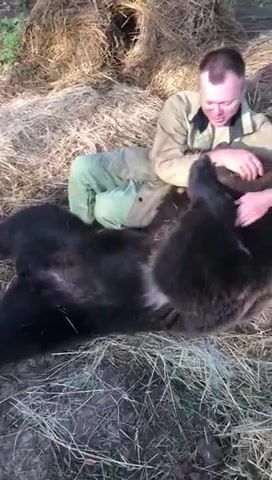 Somewhere in russia, bear, somewhere in russia, taming, animals pets.