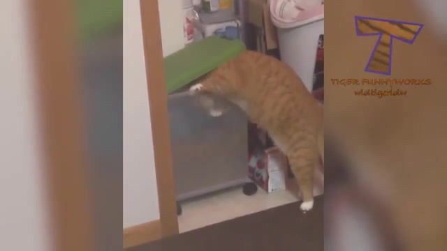 Steal food are best, viral, cat, cats, funny, compilation, cat compilation, funny cat compilation, funny cat, animal, animals, pet, pets, fail, try not to laugh, funny cats, animals pets.