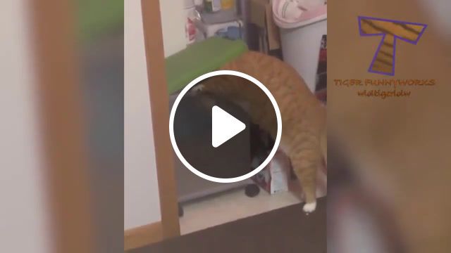 Steal food are best, viral, cat, cats, funny, compilation, cat compilation, funny cat compilation, funny cat, animal, animals, pet, pets, fail, try not to laugh, funny cats, animals pets. #0