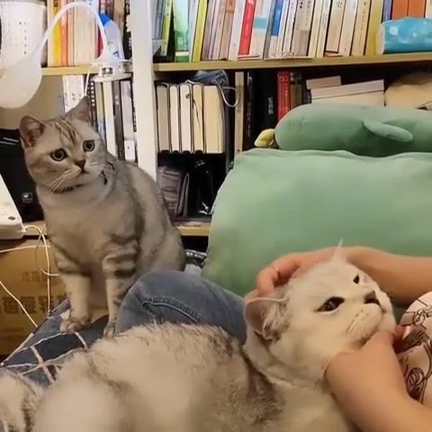 When you're not the favorite child anymore - Video & GIFs | kitty,cat,kittens,cats,funny,funny moments,funny cats,hello darkness my old friend,mad world,funny cat,favorite child,gato,katzo,kot,catlife,catoftheday,meowpeow,animals pets