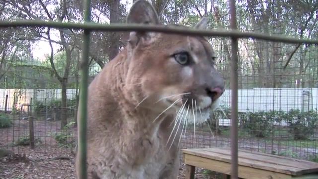 WOW, Hiss, Snarl, Purring, Panthers, Pumas, Leopards, Lions, Tigers, Cats, Big, Sanctuary, Tampa, Florida, Funny, Cute, Talking, Big Cat Rescue, Mountain Lion, Animals Pets