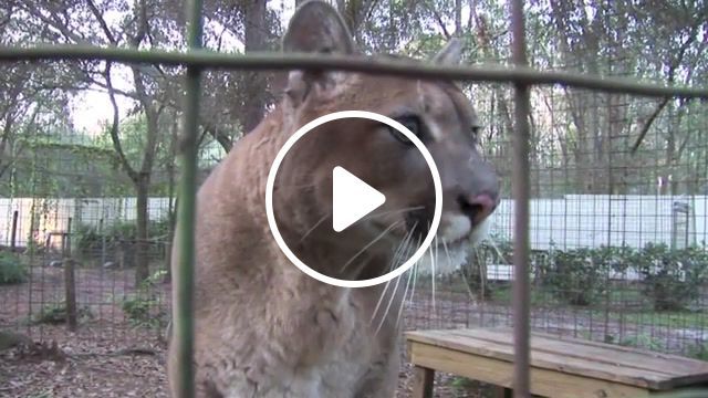 Wow, hiss, snarl, purring, panthers, pumas, leopards, lions, tigers, cats, big, sanctuary, tampa, florida, funny, cute, talking, big cat rescue, mountain lion, animals pets. #0