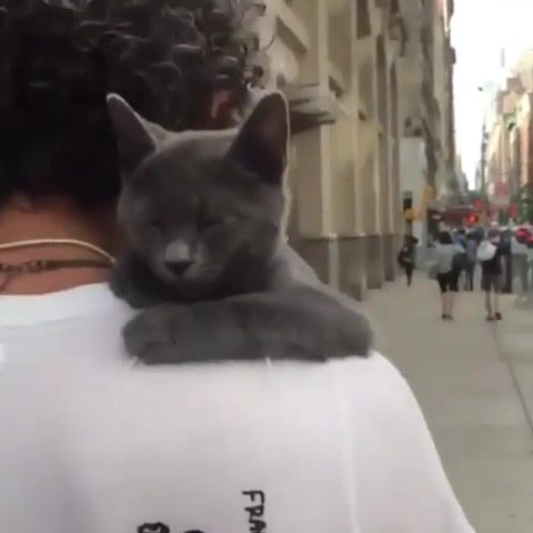 You'll never walk alone - Video & GIFs | cat,walking,animals,catbeing,animals pets