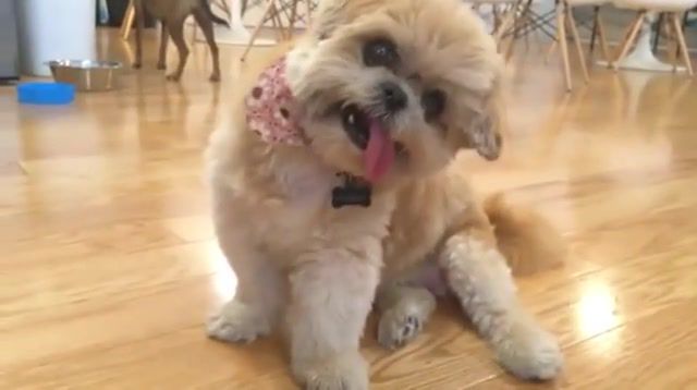 You're Beautiful it's True - Video & GIFs | grow,frag,cool,join,sweet,honey,home,sleep,dogs,wtf,no,true,crazy,loop,webm,gifv,gif,like,beatyful,dog,animals pets