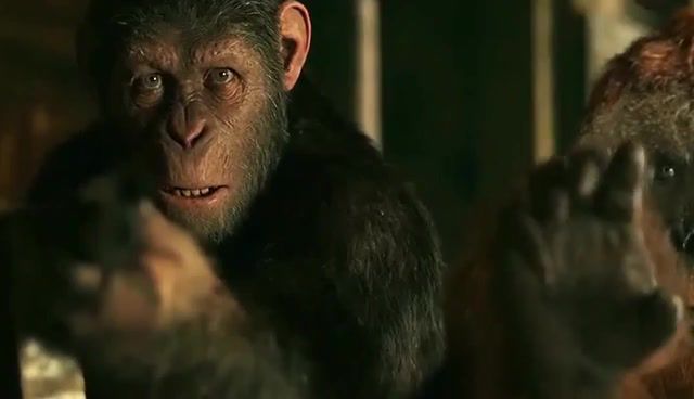 Do not shoot the king of animals, war of the planet of the apes, movie moments, ace ventura, jim carrey, mashups, mashup, hybrids, movies, movies tv.
