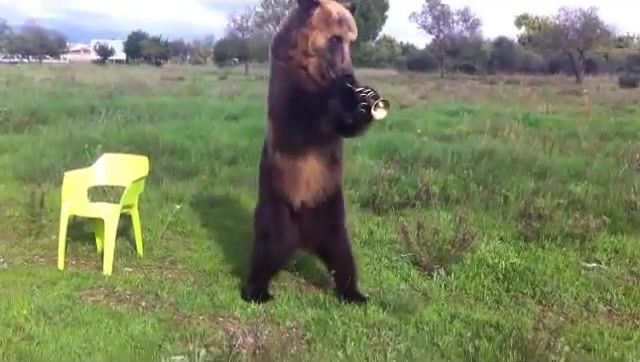 Bear when mom is not at home, timmy trumpet and scndl bleed, bear, trumpet, animals pets.