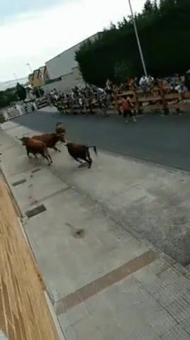 Bulls, bulls, animals pets.