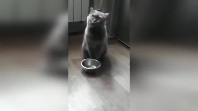Cat and google vote - Video & GIFs | best,compilation,fun,funny,animals pets