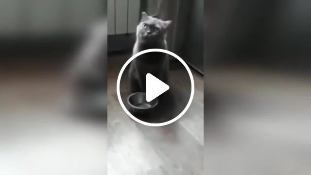 Cat and google vote, best, compilation, fun, funny, animals pets. #0