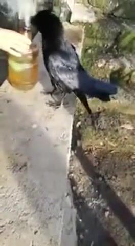 Crow gets high 4 20, Crow, Bird, Bird A, Bird Smoking Weed, Crows, Animals Pets