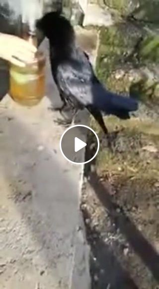 Crow gets high 4 20