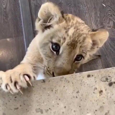 Cute lion, phoebe, friends, reaction, shut up, random reactions, animals pets.