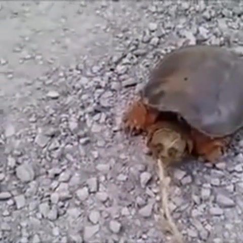 Do not anger the turtle, turtle, angry, you died, dark souls, funny animals, animals pets.