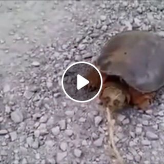 Do not anger the turtle