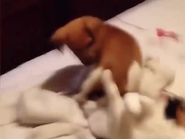 Doggo Shut Down EarRape - Video & GIFs | wtf,ear rape,meme,memes,cat,dog,doggo,dogs,eleprimer,windows,earrape,animals pets