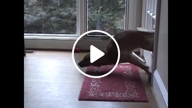 Dogs who fail at being dogs, funny, comedy, dog, dogs, puppy, puppys, fail, failed, compilation, animals pets. #0
