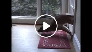 Dogs who fail at being dogs