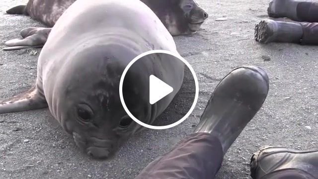 Elephant seal pup hiccup, elephant, seal, pup, hiccup, elephant seal, animals pets. #0