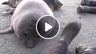 Elephant Seal Pup Hiccup