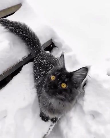Gorgeous cat, cat, cute, gorgeous, dean martin let it snow, snow, eyes, animals pets.