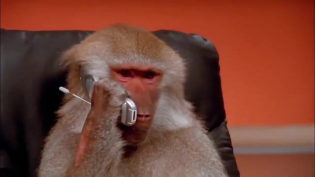 Lab Monkey Makes a Call, Funny, Monkey, Phone, Answering Machine, Mental Illness, Animals Pets