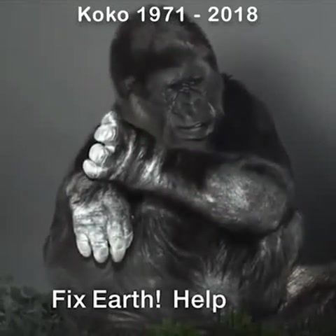 R. i. p. fireworks powder individual, july 4 june 19, sign language asl, western lowland gorilla, was able to understand more than 1000 signs of what patterson calls, thank you, r i p, animals pets.