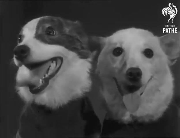 Russian Space Dogs Strelka And Belka - Video & GIFs | ussr,british pathe,space,3008 04,union,documentary,un 3451 f,dogs,belka,newsreel,reuters,britishpathe,footage,soviet,strelka,animals pets
