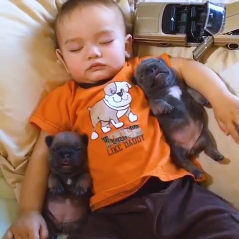 Sleeping, Sleep, Pets, Kid, Doggys, Doggos, Dogs, Animals Pets