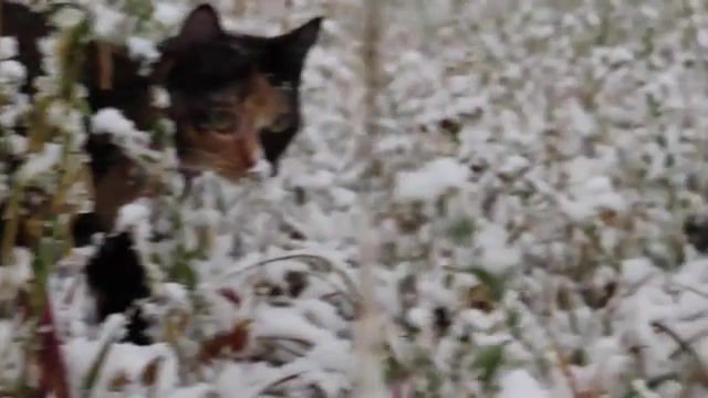 Smol cat snow day, cat, smol cat, kitties, funny cat, animals pets.