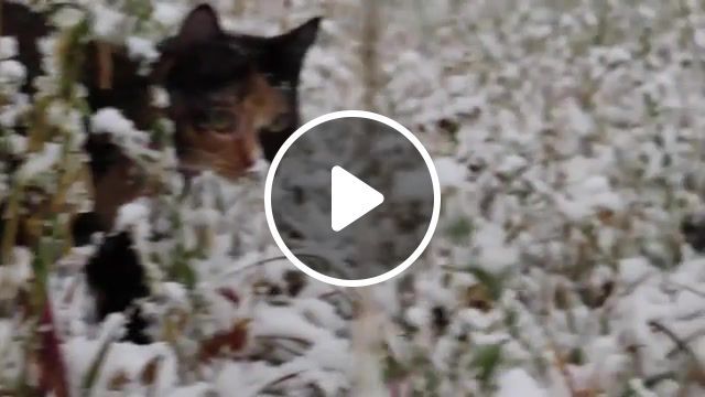 Smol cat snow day, cat, smol cat, kitties, funny cat, animals pets. #0