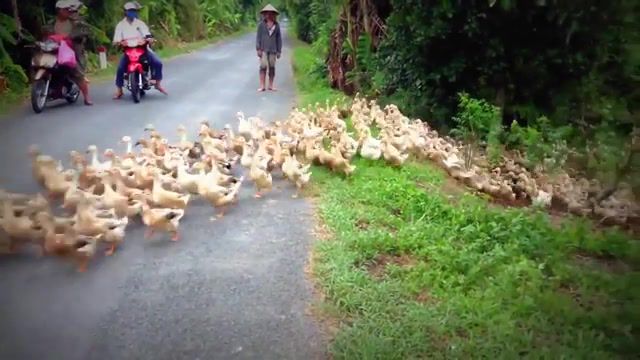 Stopped by a Train of Ducks, Viralhog, Train, Animals Pets