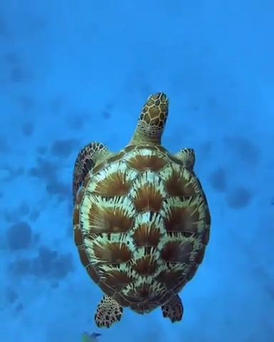 These green turtles have the most beautiful shells