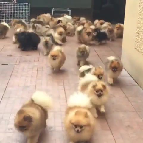 UNLEASH THE POM STORM - Video & GIFs | dogs,animals pets