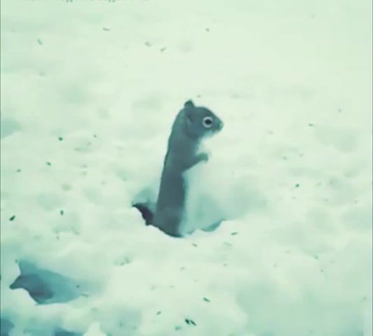 Winter, frost, and there is no bus, hahahah, music, snow and squirrel, squirrel dance, waiting for the bus, bus, animals, laugh, sckox, pricol, funny, dubstep, squirrel, animals pets.