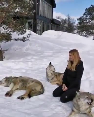 Woman and wolves howl, woman and wolves, woman, wolves, wolves howl, woman howls, animals pets.