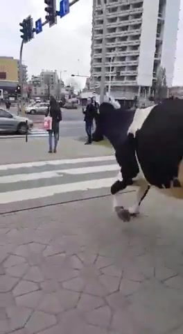 Another day in Wroclaw, Cow, Animals Pets