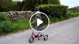 Barry the dog that rides a tricycle