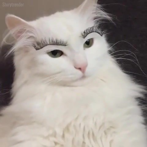 Cat Eyelashes, Fun, Awesome, Amazing, Great, Animal, Cat, Eyelashes, Animals Pets