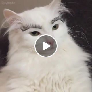 Cat Eyelashes