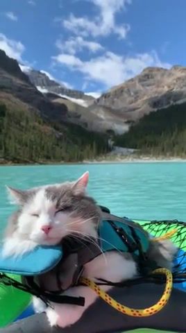 Cat traveler - Video & GIFs | cat,nature,lake,traveler,relax,beauty,animals pets