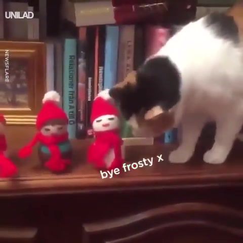 Christmas Is Over, Cat, Pet, Animal, Funny, Christmas, Mr Grinch, Humor, Music, Mozart, Requiem, Animals Pets