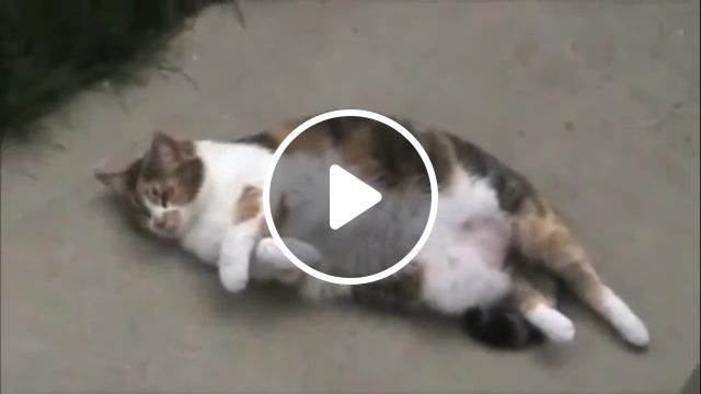 Do something, just do it, funny, cat, funny at, animals pets. #0