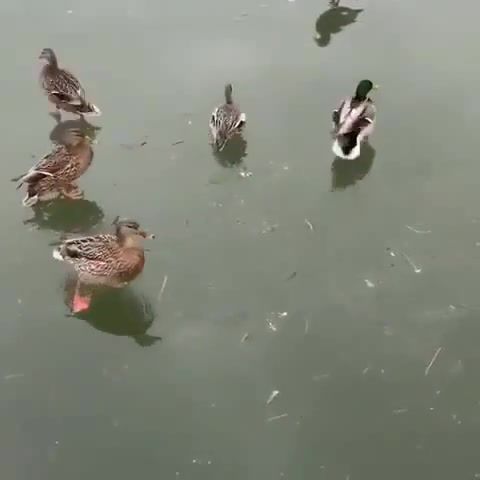 Duck landing, ducks, landing, move bitch, animals pets.